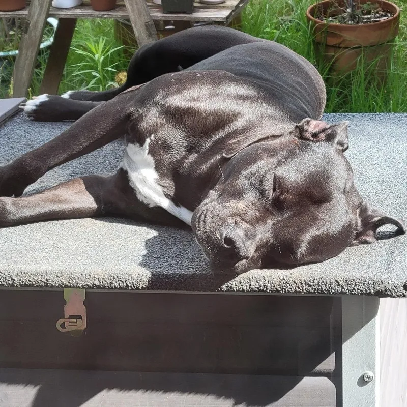 Jenny Lewis thumbnail 2