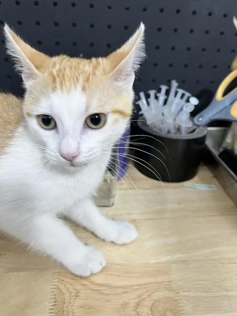 A baby small-sized female Orange & White Domestic Short Hair cat named Salmon for adoption in Anoka, MN