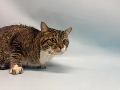 An adult small-sized female Domestic Short Hair cat named Missy for adoption in Golden Valley, MN