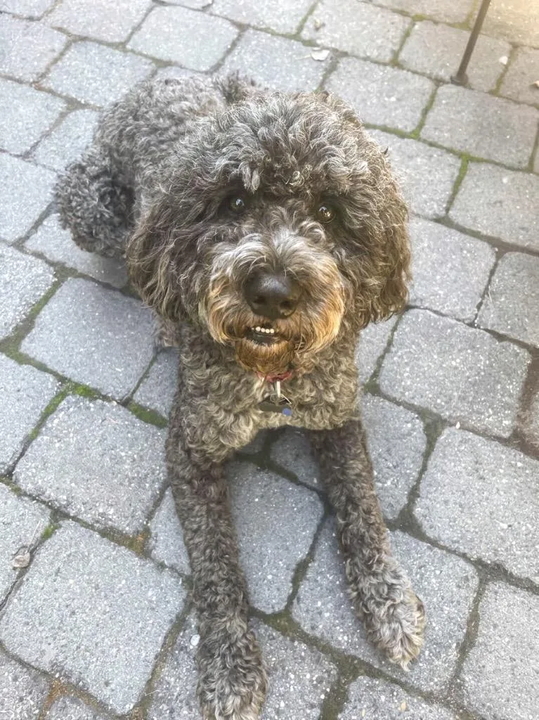 An adult medium-sized male Portuguese Water Dog dog named Joey for adoption in Vashon, WA