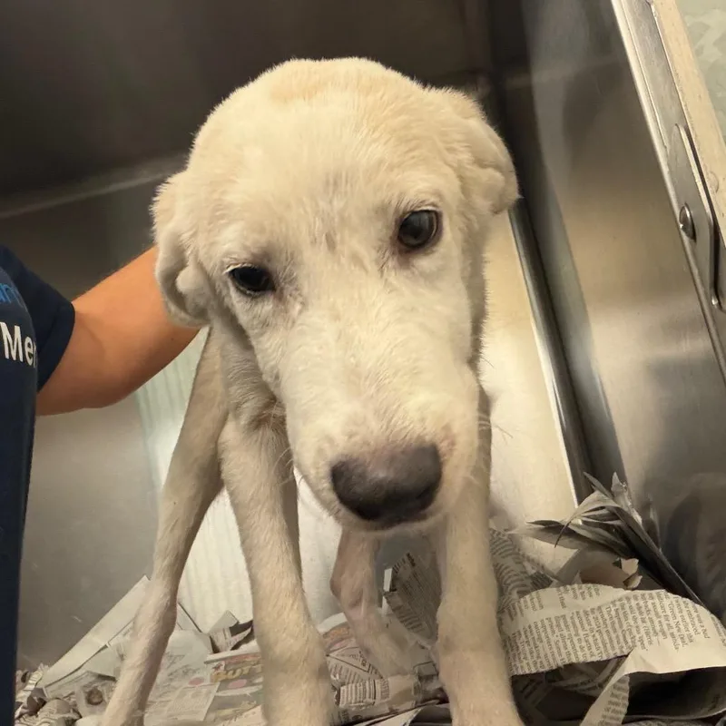 A baby small-sized male Mixed Breed dog named Tortilla for adoption in Lake Jackson, TX