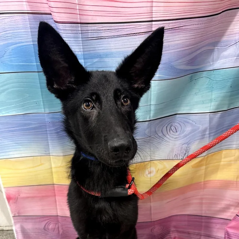 A young medium-sized male Black German Shepherd Dog dog named Vidar for adoption in Tampa, FL