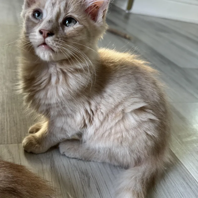 A baby small-sized female Orange & White American Shorthair cat named Clover for adoption in Houston, TX