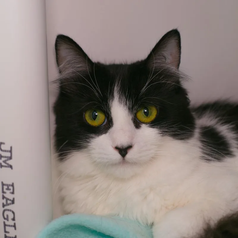 A baby medium-sized female Domestic Short Hair cat named Ivy for adoption in Shoreline, WA