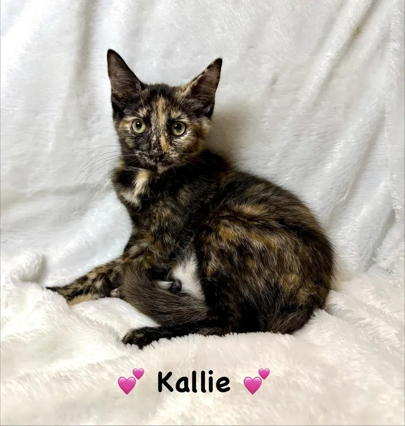 Kallie