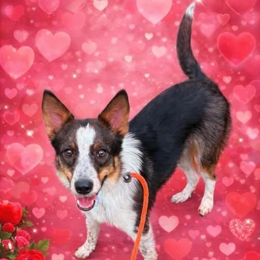 A young medium-sized male Tricolor (Brown, Black, & White) Border Collie dog named Talty for adoption in Kaufman, TX