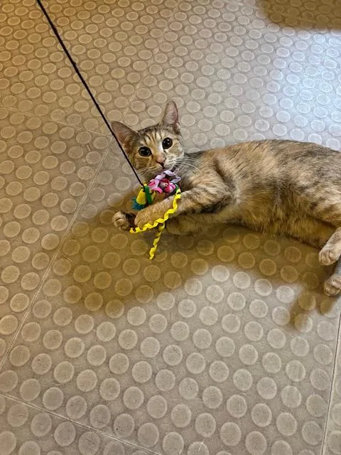A young medium-sized female Tabby (Brown / Chocolate) Domestic Short Hair cat named Autumn for adoption in Phoenix, AZ