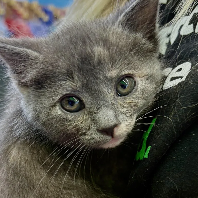 A young medium-sized female Dilute Tortoiseshell Domestic Short Hair cat named Showgirl for adoption in Akron, OH