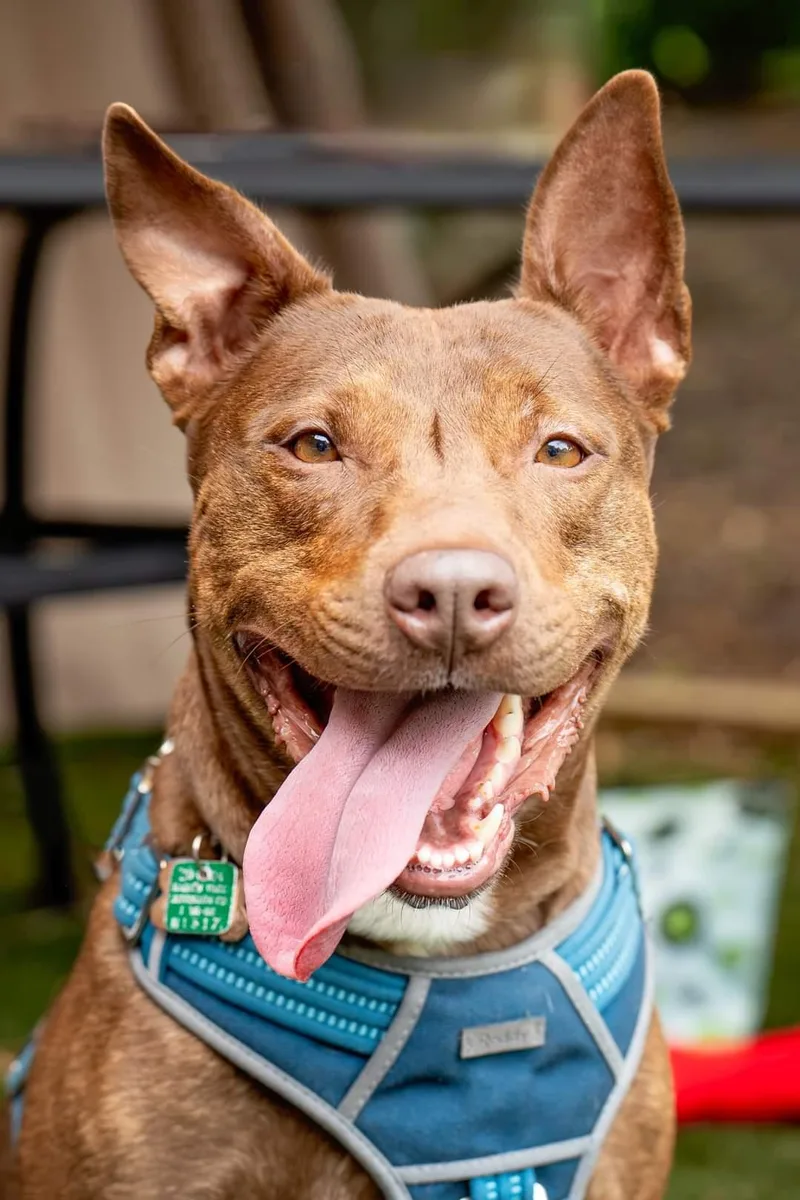 An adult medium-sized female Terrier dog named Day Day for adoption in Holly Springs, NC