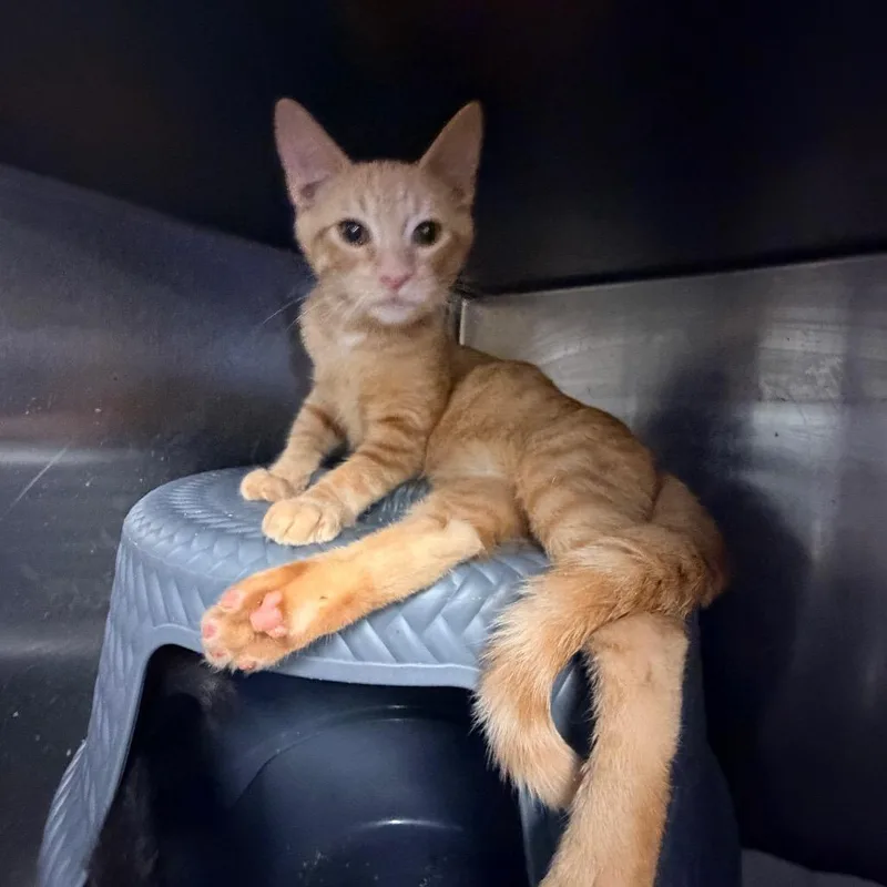 A baby small-sized male Orange / Red Domestic Short Hair cat named Butterscotch for adoption in Hemet, CA