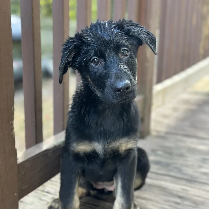 A baby large-sized female Black German Shepherd Dog named Terrapin for adoption in Richmond, VA
