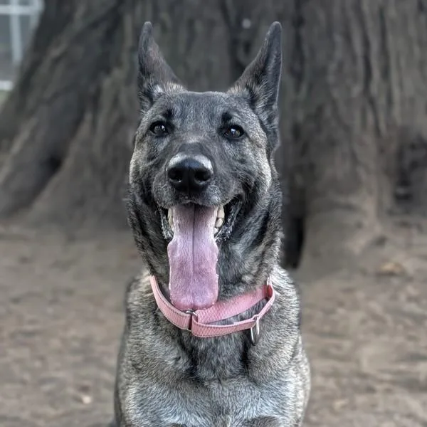 Piper