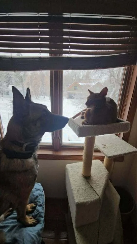 Maverick  Located In