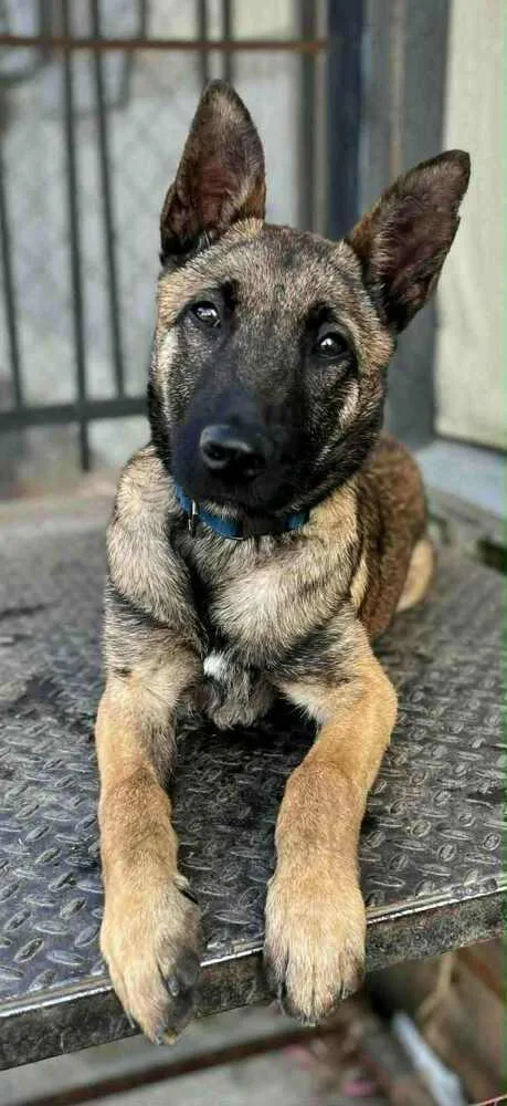 Maverick  Located In thumbnail 4