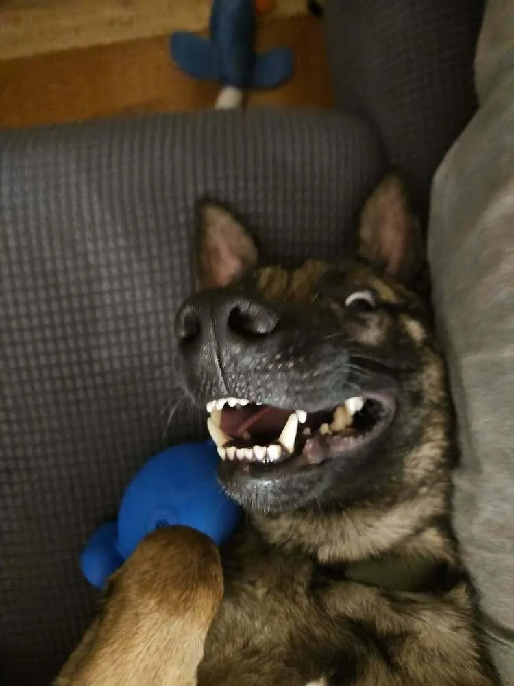 Maverick  Located In thumbnail 6