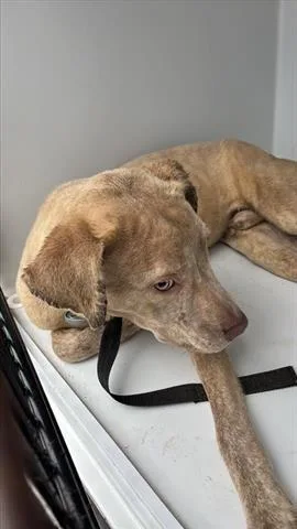An adult medium-sized male Weimaraner dog named A for adoption in Houston, TX