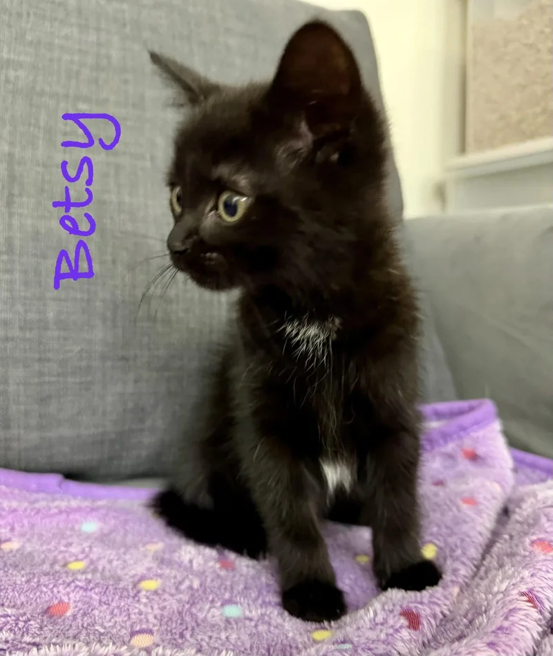 A baby medium-sized female Black Domestic Short Hair cat named Betsy for adoption in Reston, VA