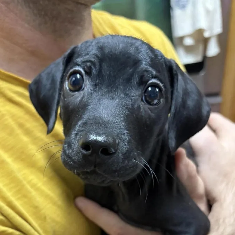 A baby small-sized male Black Chihuahua dog named Shortbread for adoption in Jacksonville, FL