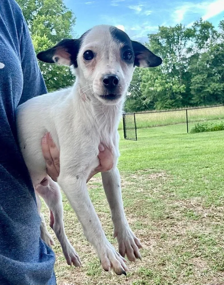 A baby medium-sized male Mixed Breed dog named Riley Green for adoption in Groveland, MA