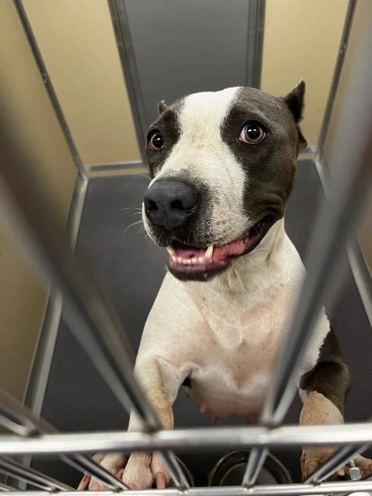 An adult medium-sized female Pit Bull Terrier dog named Lydia for adoption in Benton, AR