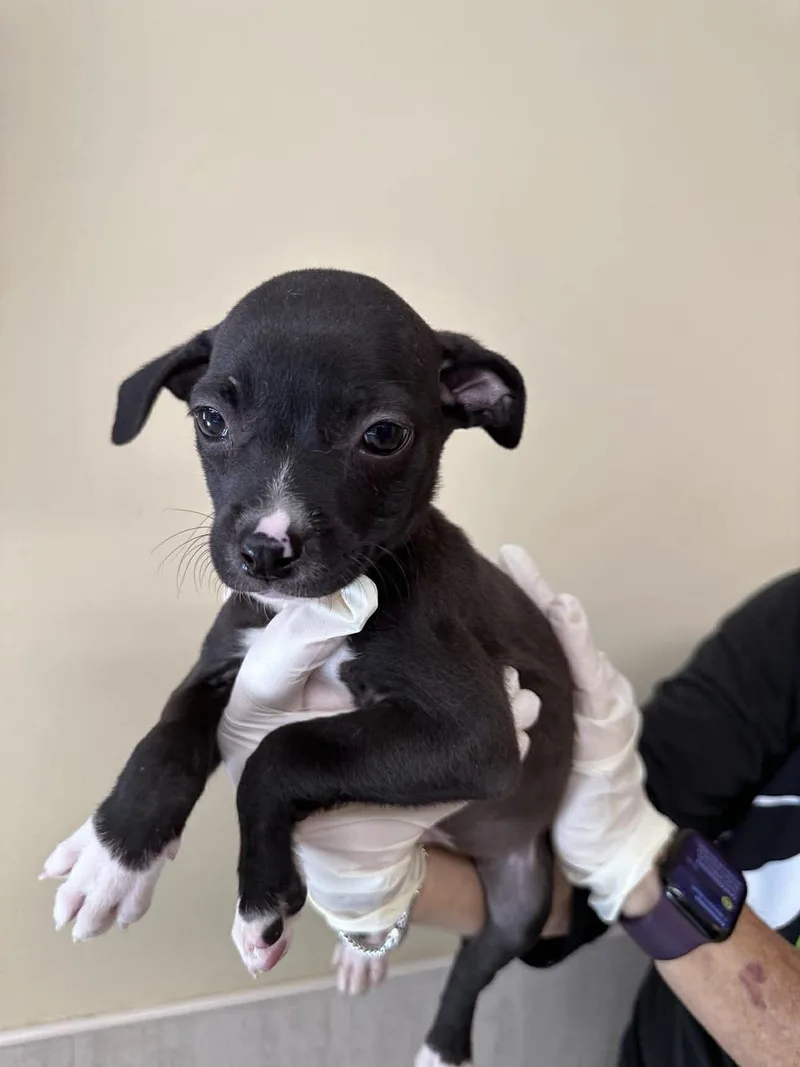 Capucine Pup Palermo