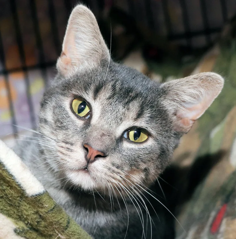 A young medium-sized male Tabby (Gray / Blue / Silver) Domestic Short Hair cat named Ginseng for adoption in Cincinnati, OH