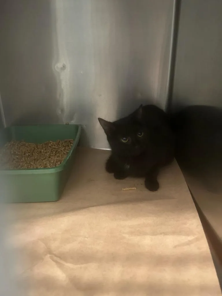 A young large-sized female Domestic Short Hair cat named Olson for adoption in Cartersville , GA