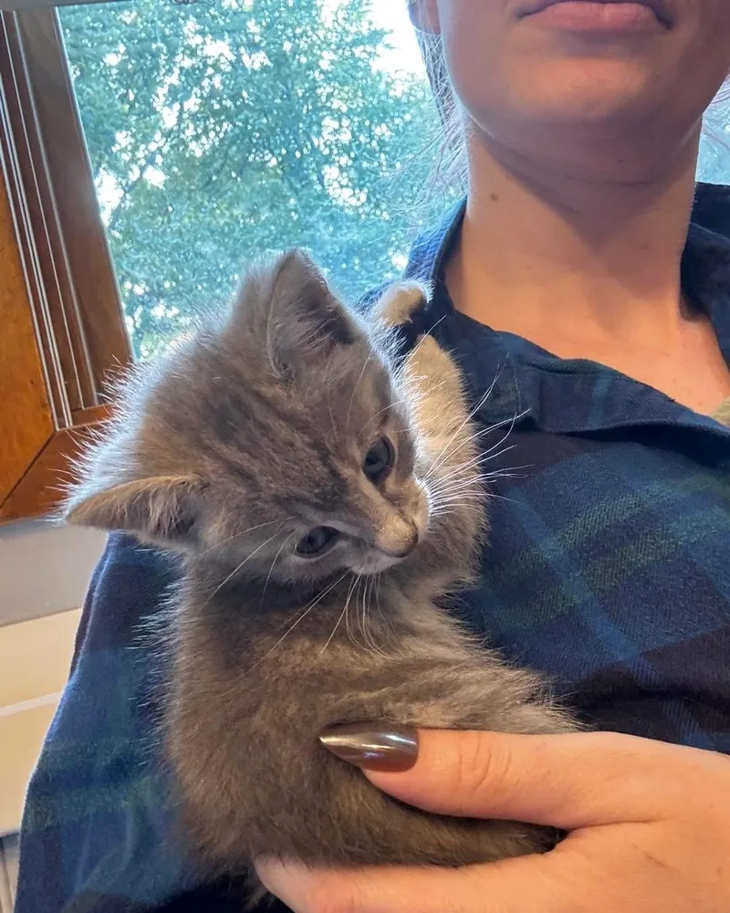 A baby medium-sized male Tabby (Gray / Blue / Silver) Domestic Short Hair cat named Moses for adoption in Grand Haven, MI