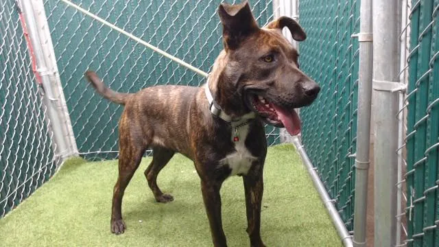 A young large-sized female Pit Bull Terrier dog named Snickers for adoption in Downey, CA