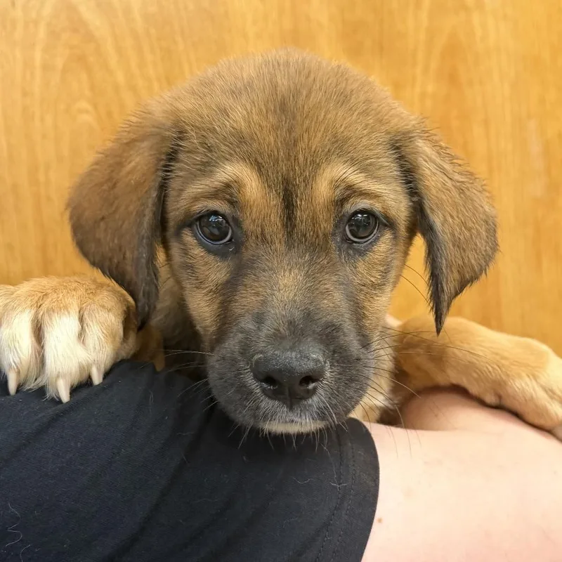 A baby small-sized female Yellow / Tan / Blond / Fawn Shepherd dog named Jasmine for adoption in Columbus, GA