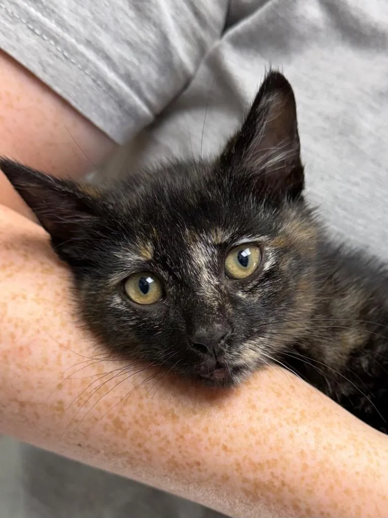 A baby medium-sized female Domestic Short Hair cat named Nectarine for adoption in Pomona, NY