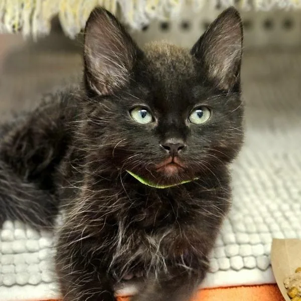 A baby medium-sized male Domestic Medium Hair cat named Ashariel for adoption in Dublin, CA