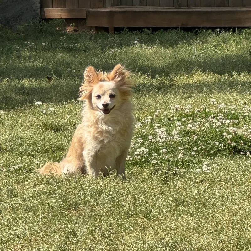 Biscuit