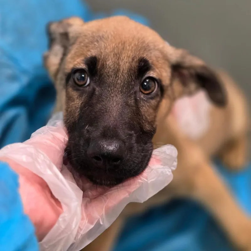 A baby small-sized female Yellow / Tan / Blond / Fawn Mixed Breed dog named Sophia for adoption in Springboro, OH