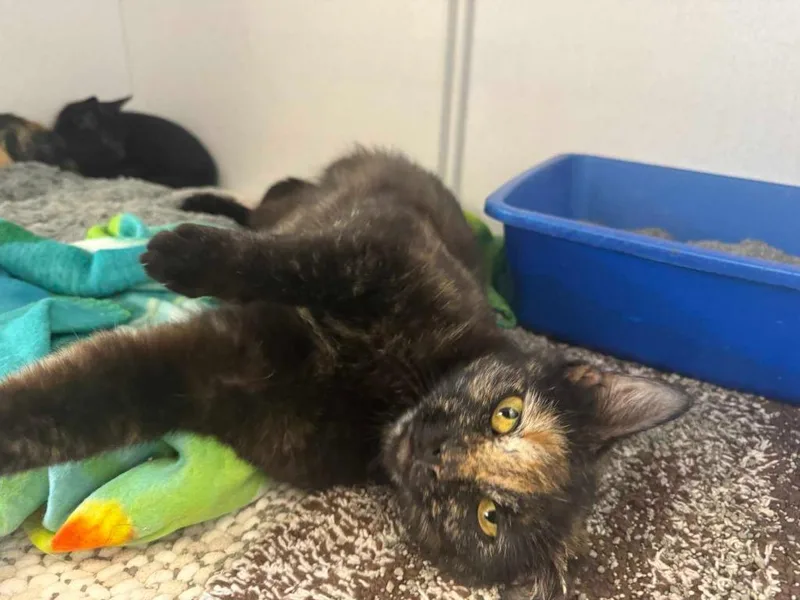 A young small-sized female Domestic Short Hair cat named Cinnamon for adoption in New Kensington, PA