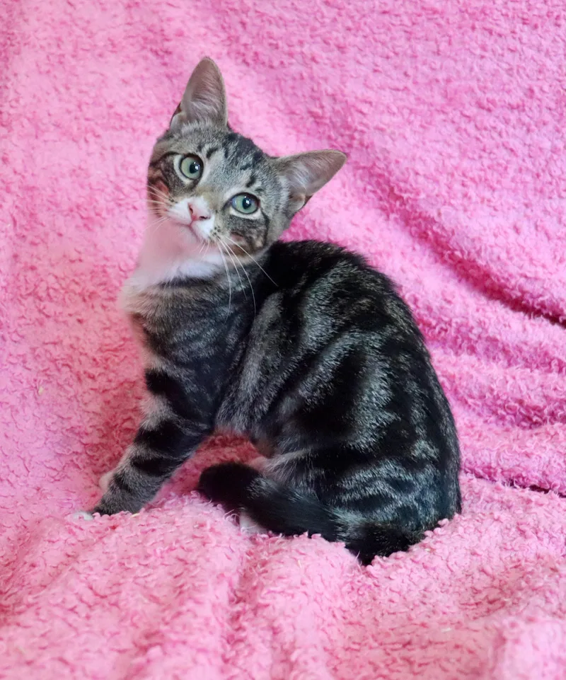 A baby medium-sized female Tabby (Brown / Chocolate) Tabby cat named Posey for adoption in Saint Augustine, FL