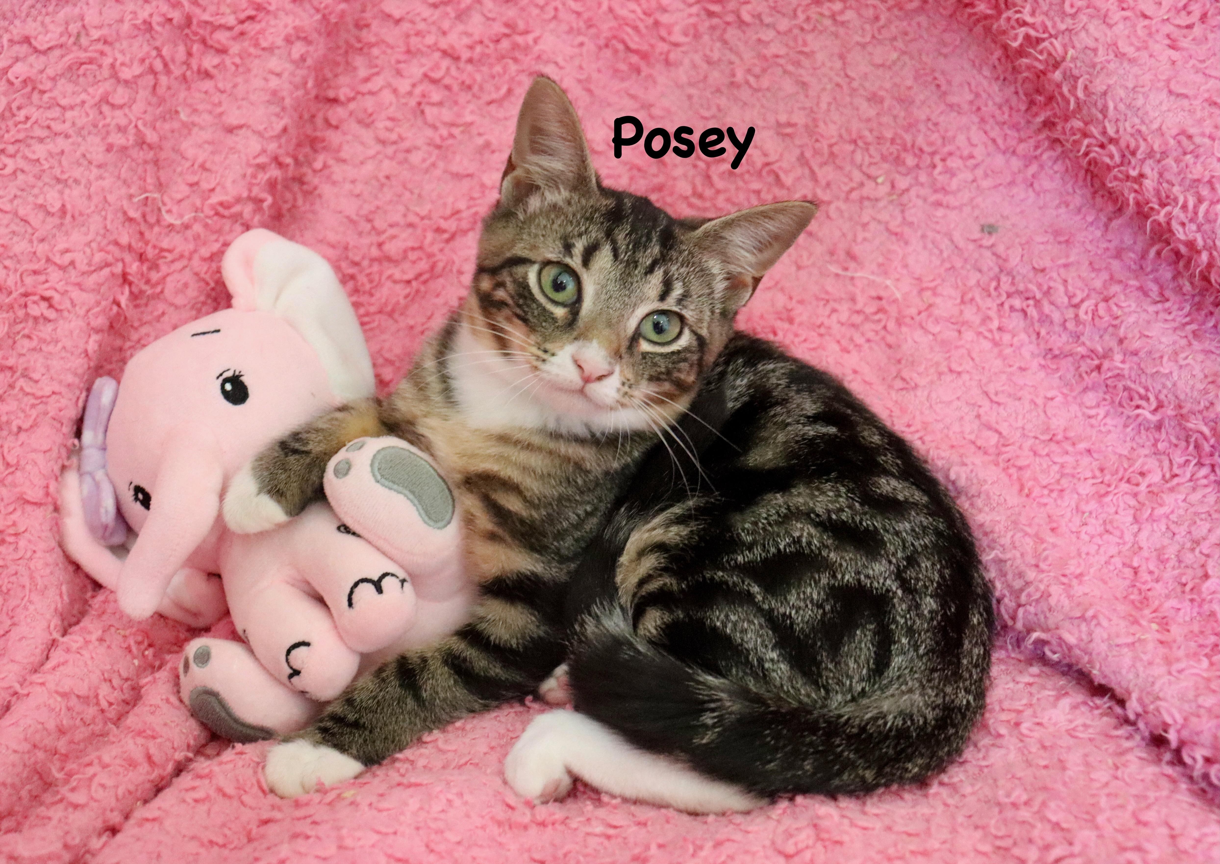 Posey thumbnail 6