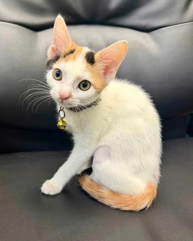 A young medium-sized female American Shorthair cat named Suzie Q for adoption in Fort Thomas, KY