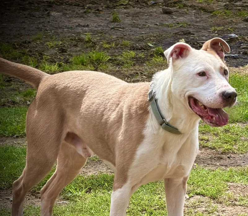 An adult medium-sized male Bull Terrier dog named Mack for adoption in Austin, TX