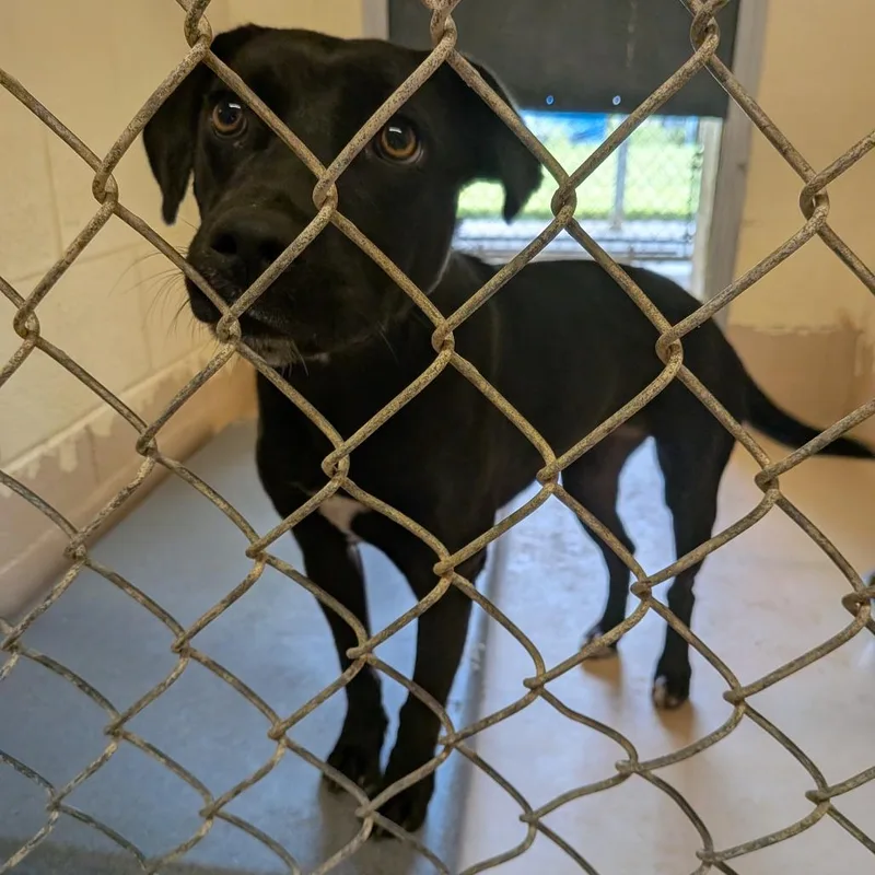 A young medium-sized female Black Labrador Retriever dog named Carey for adoption in Fairfax, VA