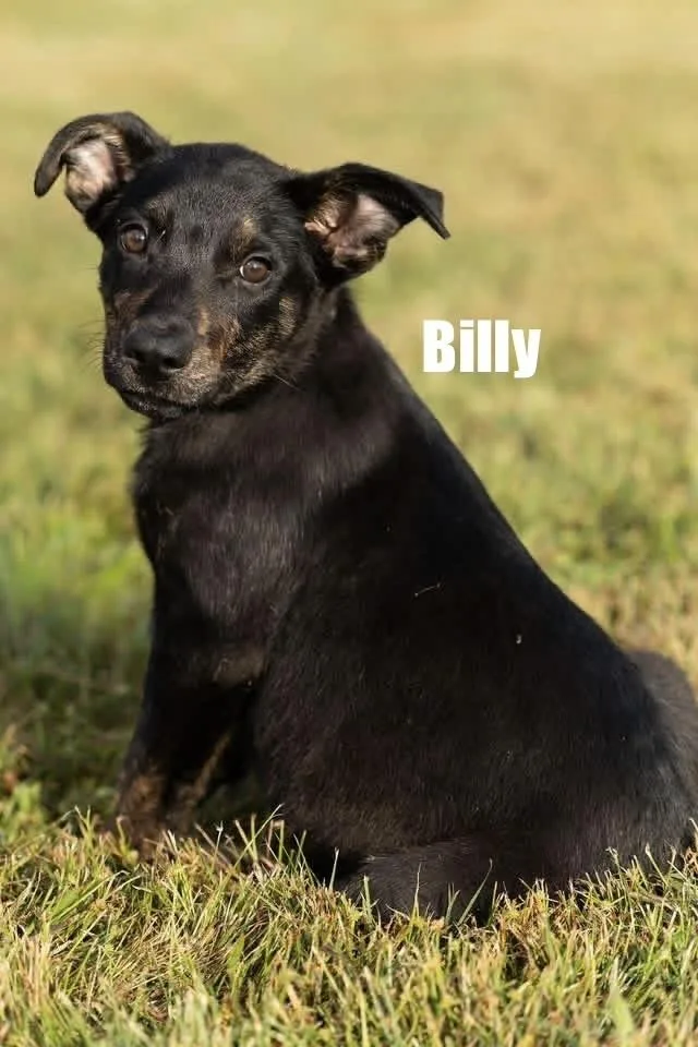 A baby medium-sized male Shepherd dog named Billy for adoption in Irwin, PA