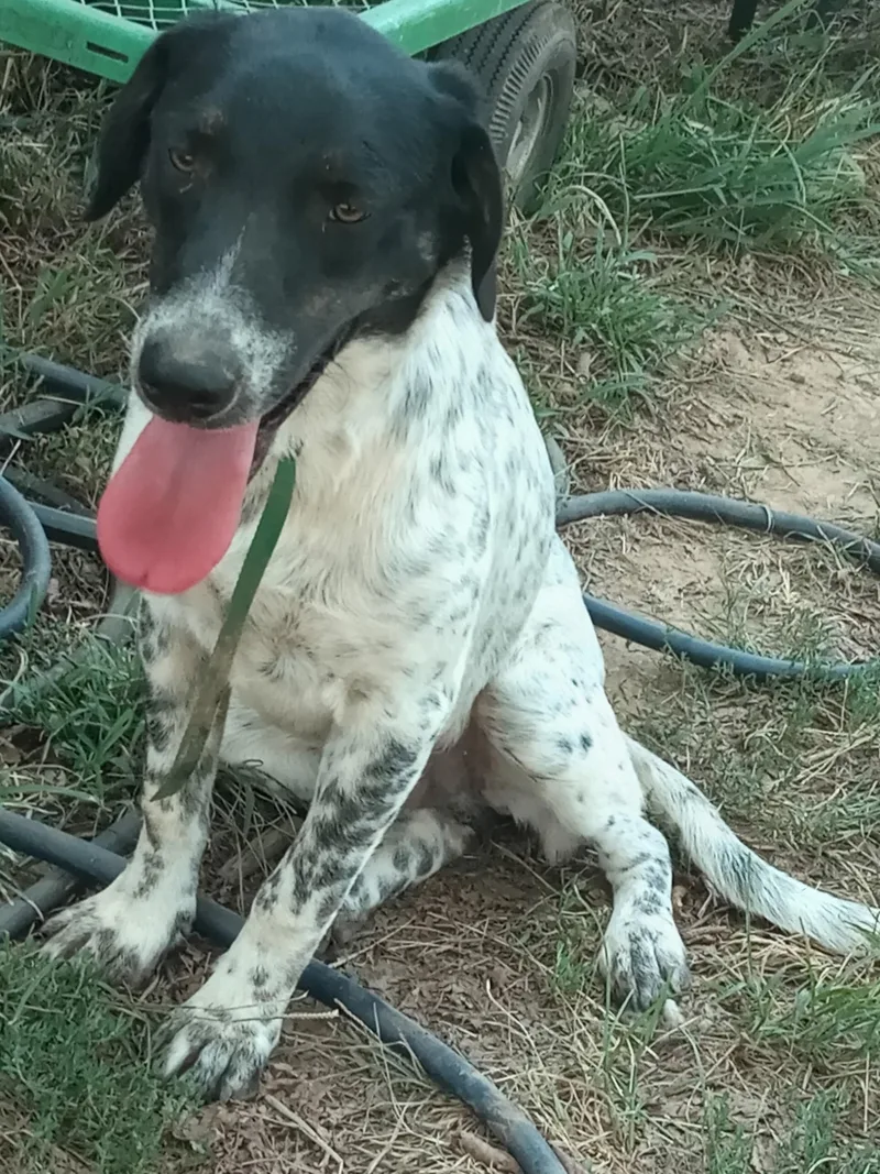 A young medium-sized male Pointer dog named Cole for adoption in Zimmerman, MN
