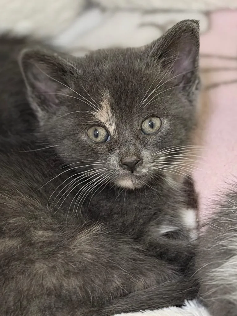 A baby medium-sized female Domestic Short Hair cat named Dj for adoption in Menomonie, WI