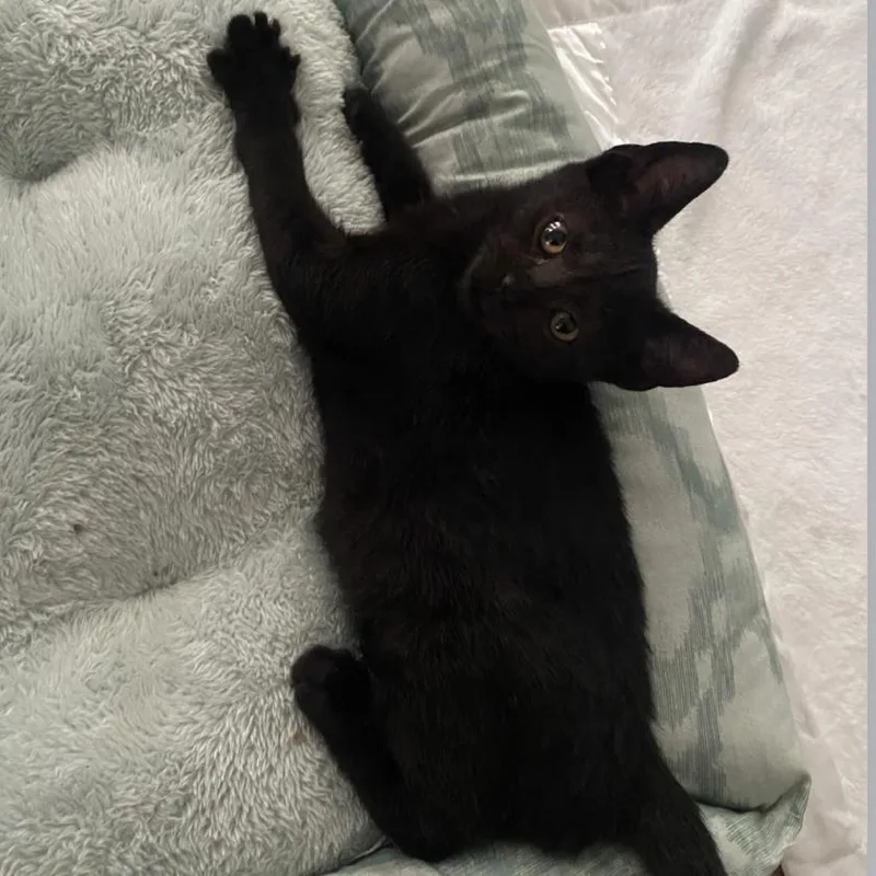 A baby small-sized male Black Domestic Short Hair cat named Lego for adoption in Houston, TX