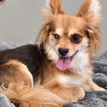 An adult small-sized female Chihuahua dog named Lark for adoption in Port Angeles, WA