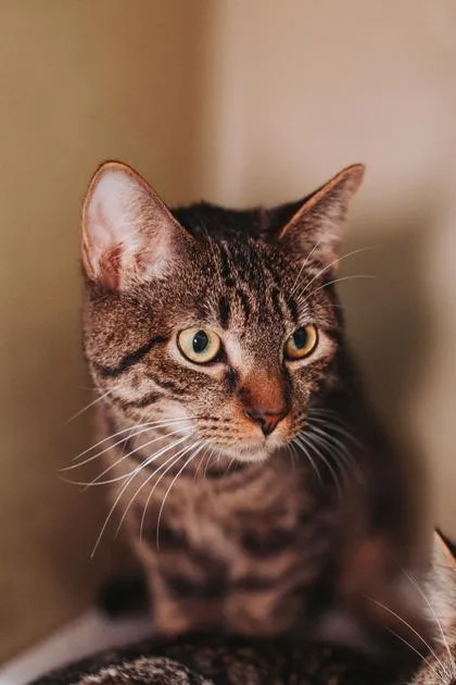 An adult small-sized male Domestic Short Hair cat named a Peace PetSmart North for adoption in North Charleston, SC