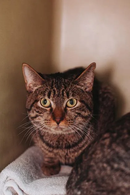a Peace PetSmart North thumbnail 3