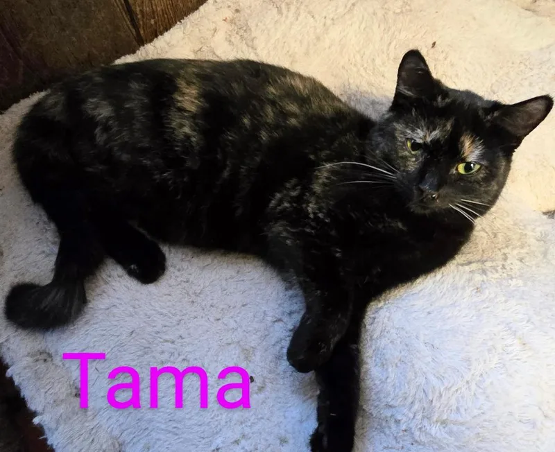 Tama thumbnail 2