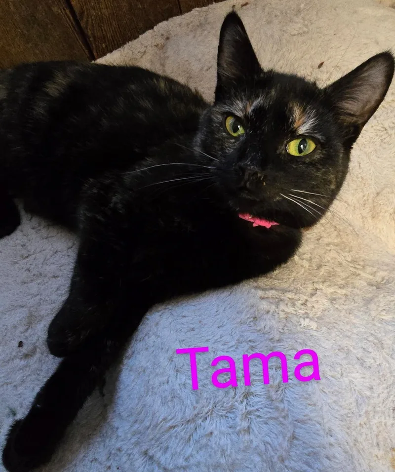 Tama thumbnail 4