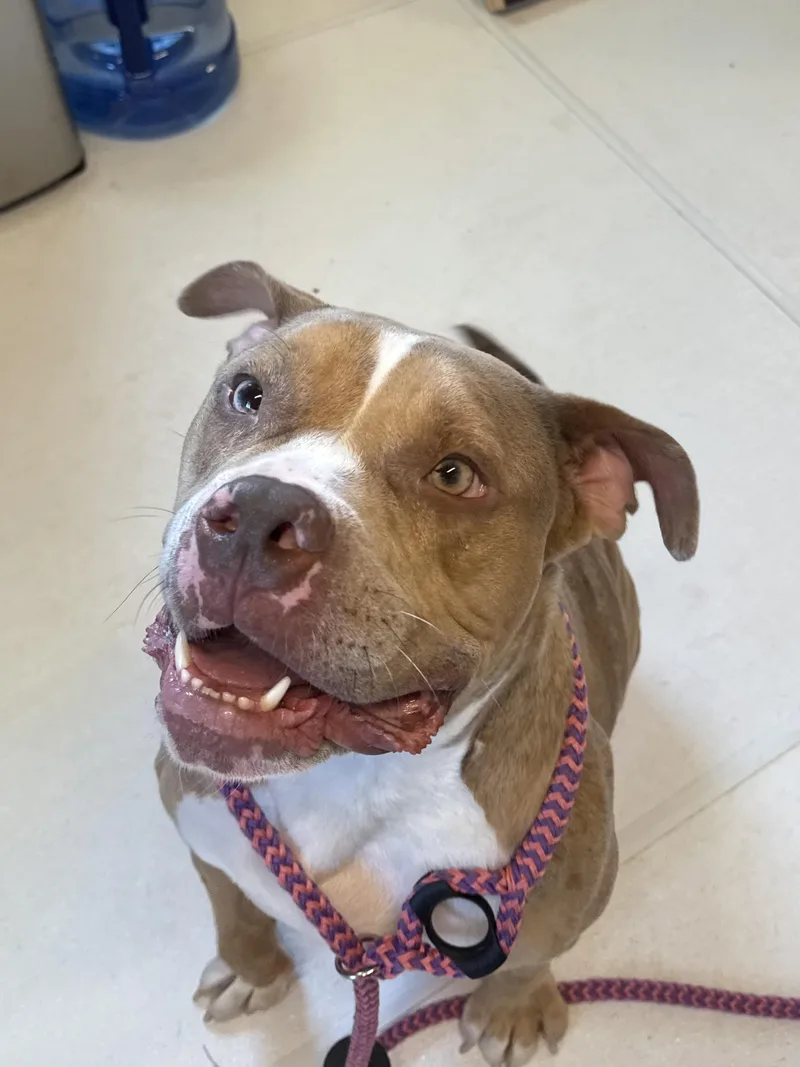 A young large-sized male Merle (Red) Mixed Breed dog named Krisp for adoption in Queenstown, MD